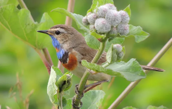 Picture birds, nature, Bluethroat, agrimony, burdock