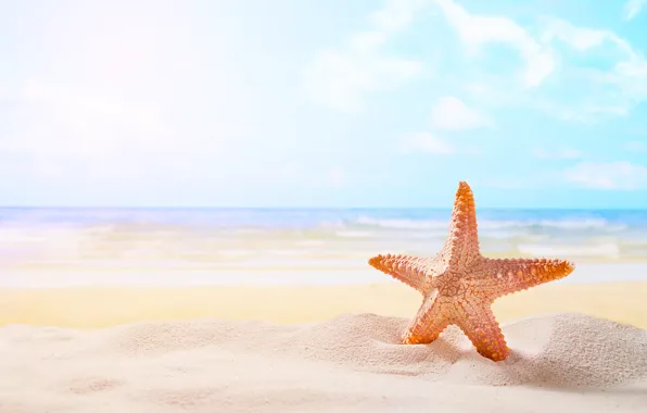 Sand, sea, beach, star, summer, beach, sea, sand