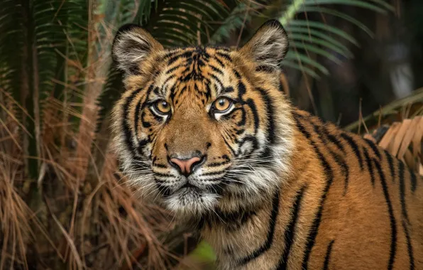 Picture look, face, leaves, nature, tiger, Palma, background, dark