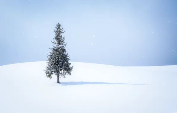 Snow, tree, shadow, snow, tree, shadow, snowing