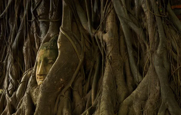 Picture trees, roots, Thailand, statue, Buddha, Ayutthaya