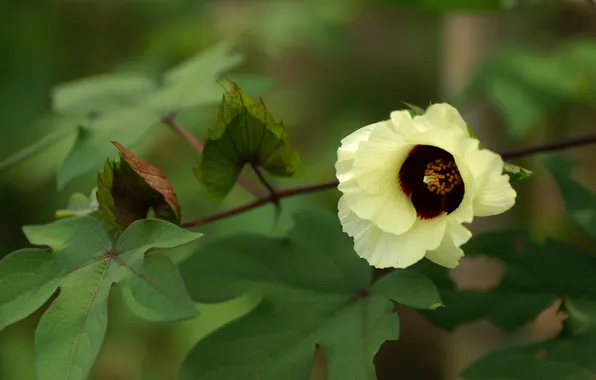 Leaves, flowers, branches, nature