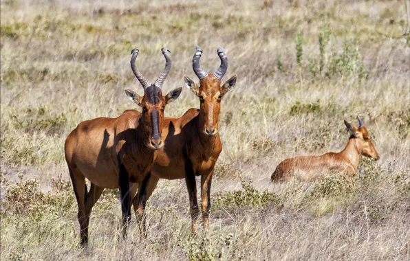 Grass, Savannah, dry, family, antelope