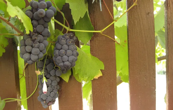 Picture leaves, the fence, grapes, bunch