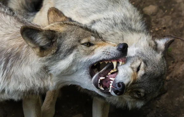 Wolf, predator, mouth, fangs
