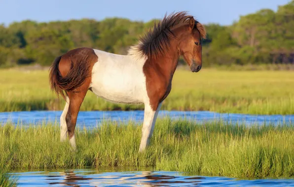 Greens, field, forest, grass, river, horse, shore, horse