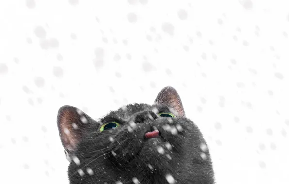 Picture cat, look, snow