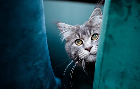 Cat, cat, look, pose, grey, portrait, chair, face