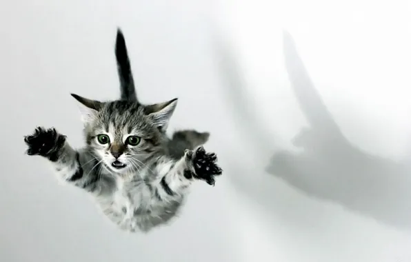 Flight, kitty, paws, shock