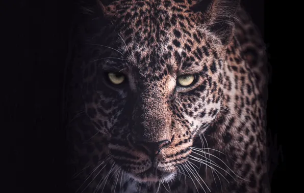 Picture Leopard, Look, Mustache, Face, Predator, The dark background, Big cat