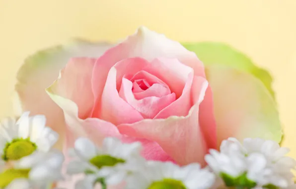 Photo, Flowers, Pink, Roses, Closeup