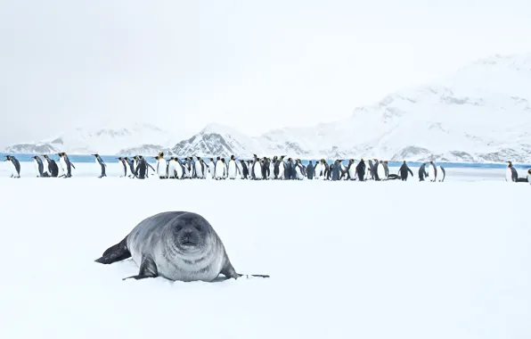 Nature, King Penguins, Seal