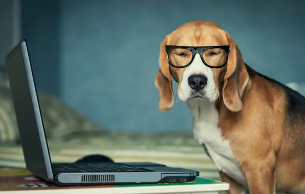 Picture dog, glasses, laptop