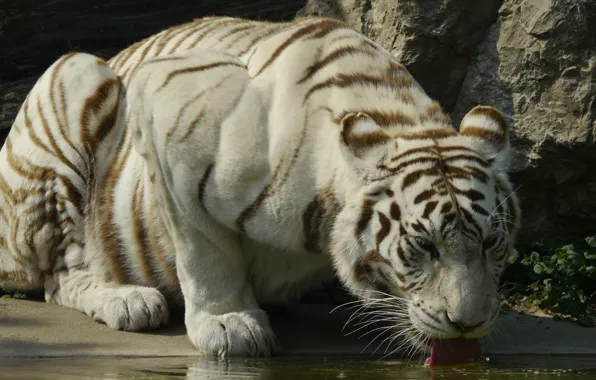 Language, white, water, tiger, pose, stones, thirst, shore