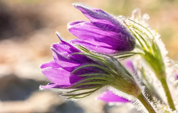 Light, flowers, spring, pink, Duo, anemones