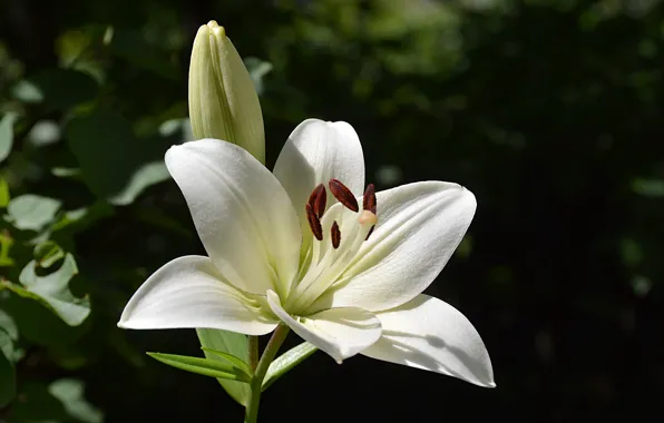 Picture Macro, Macro, White lily, White Lily