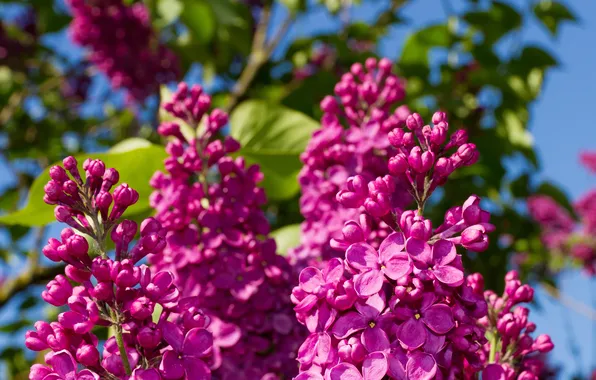 Summer, macro, flowers, nature, lilac
