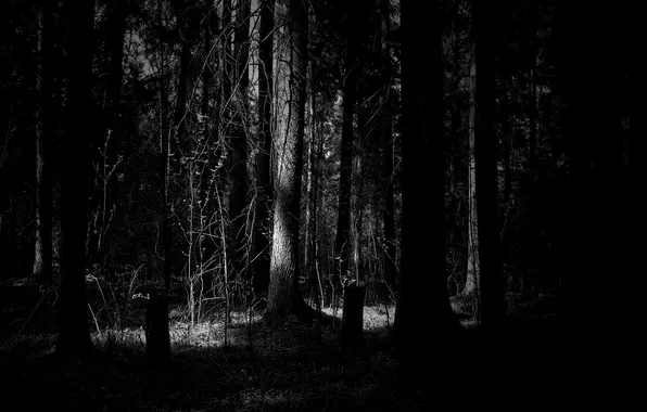 Forest, trees, the darkness