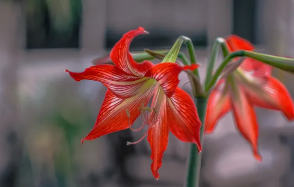 Nature, Lily, petals, stem