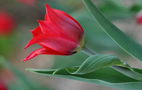 Leaves, macro, petals, tulips