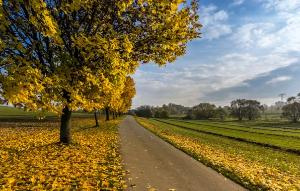 Picture road, autumn, tree
