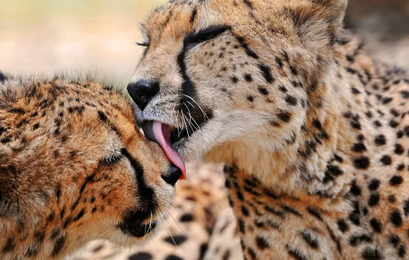 Picture predator, family, Cheetah