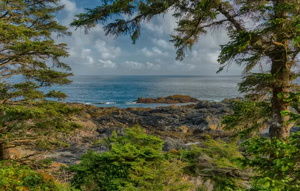 Picture sea, the sky, clouds, trees, branches, stones, shore, horizon