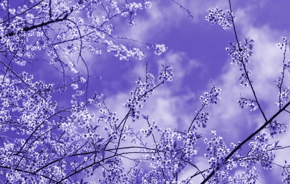 Nature, beauty, lavender, blossoms