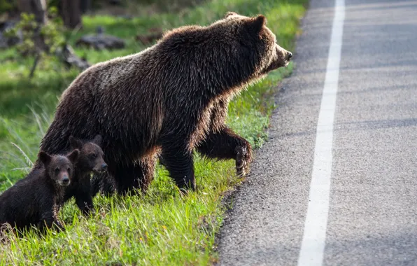 Road, family, bears, bear