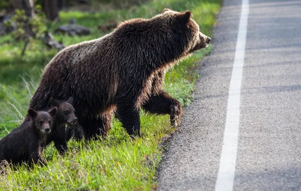 Picture road, family, bears, bear