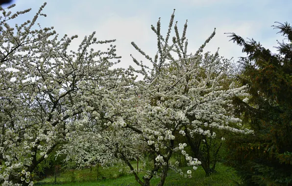 Picture spring, Nature, flowering, spring, flowering