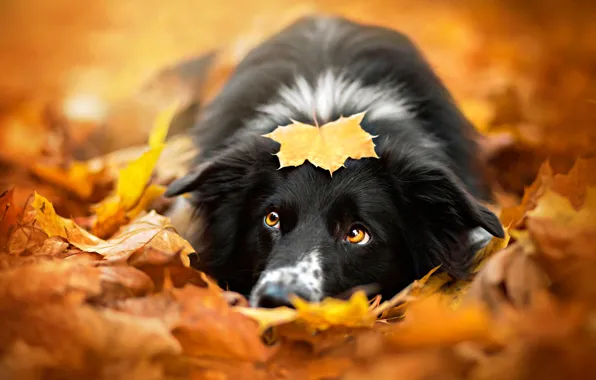 Autumn, leaves, dog