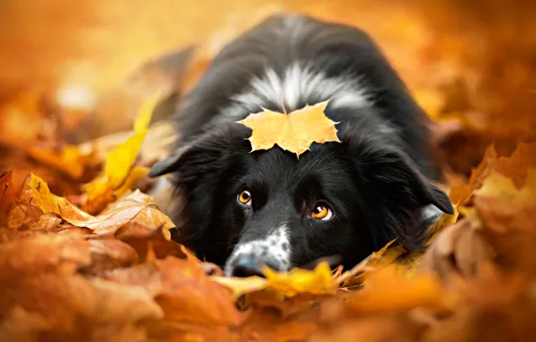 Picture autumn, sheet, dog