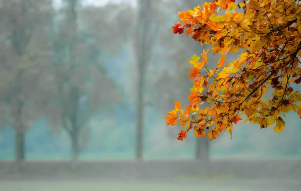Autumn, leaves, nature