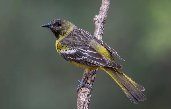 Bird, branch, female, palm colored troupial