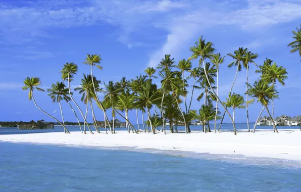 Sand, Island, Palm trees