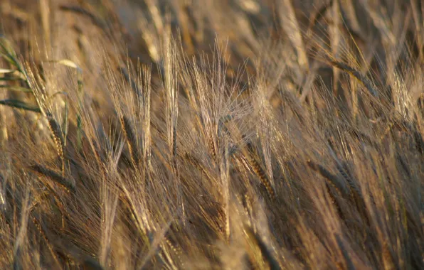 Picture field, macro, plant, ears