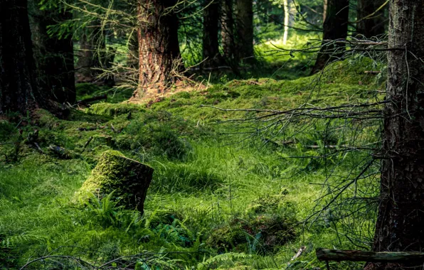 Forest, summer, grass, trees, nature, stump, pine