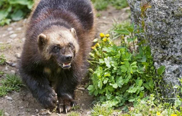 Grass, look, stone, Wolverine, ©Tambako The Jaguar