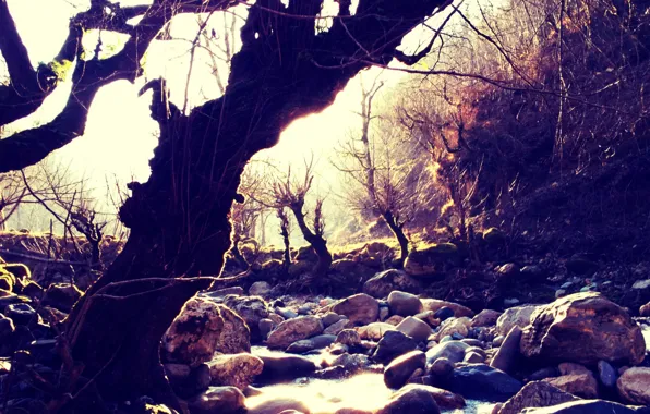 Rock, IRAN, Tree, River, Fushe