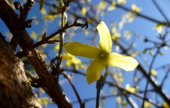 Flowers, The sky, Tree, Belarus, Yellow flower