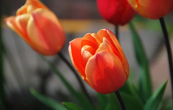Macro, light, flowers, Tulip, spring, tulips, red, orange