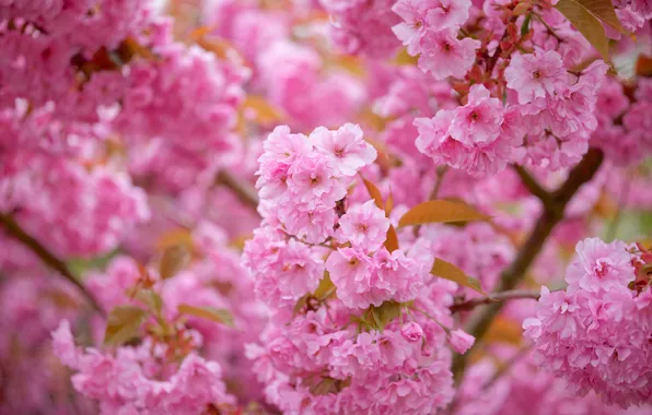 Flowers, branches, tree, spring, garden, Sakura, pink, flowering
