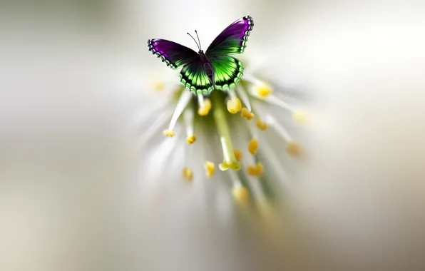 Picture flower, butterfly, beautiful, motley, Josep Sumalla