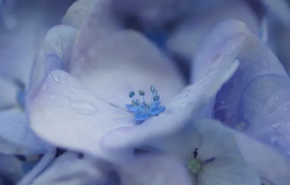 Picture drops, macro, Rosa, petals, lilac, flowers, hydrangea