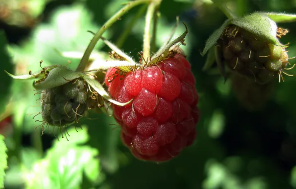 Picture macro, raspberry, berry