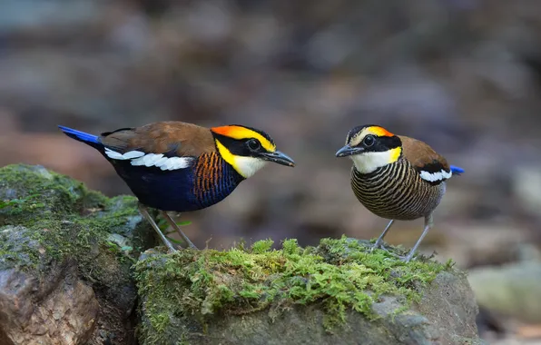 Picture birds, Banded pitta, Hydrornis (guajana), Pitta