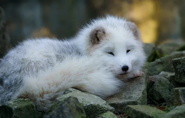 White, look, face, nature, stones, background, fluffy, Fox
