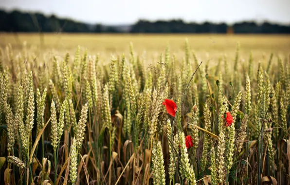 Wheat, field, flower, flowers, red, background, widescreen, Wallpaper