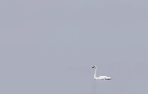 Nature, bird, swans